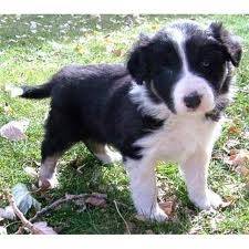 sasha playing with the blossom petals - Border Collie (8 mois)