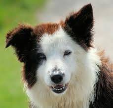 Neo (RP Dog) - Border Collie (3 ans)