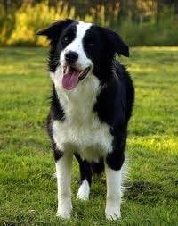 Poppy - Border Collie (3 ans)