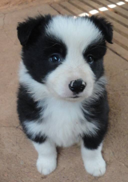 Milly - Border Collie (3 mois)