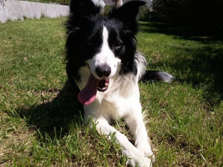 mon chien - Border Collie Mâle (2 ans)