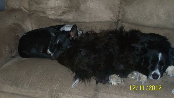 k.w - Border Collie Mâle (1 an)