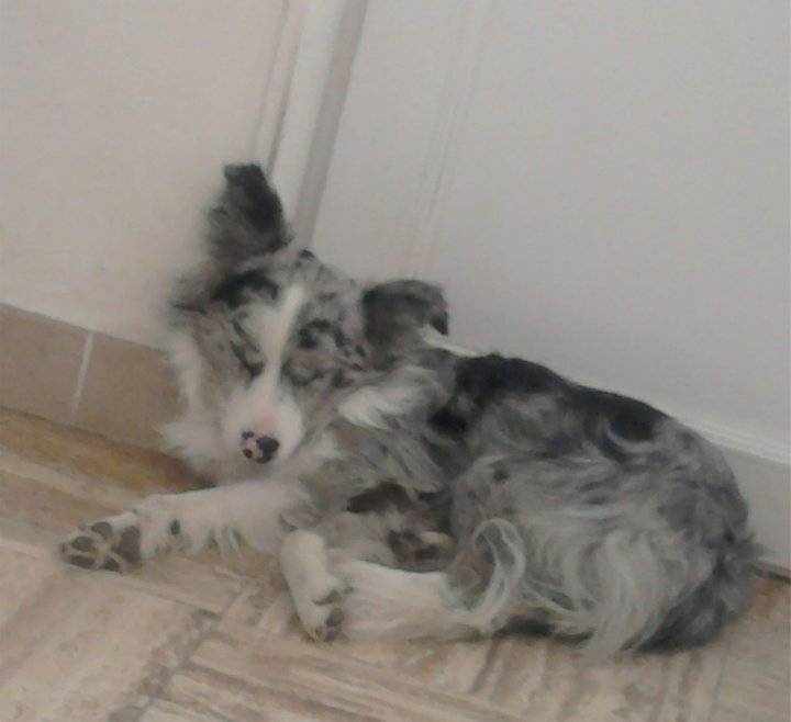 pilou - Border Collie Mâle (2 ans)