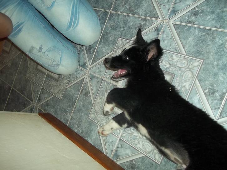 Otto - Border Collie Mâle (4 mois)