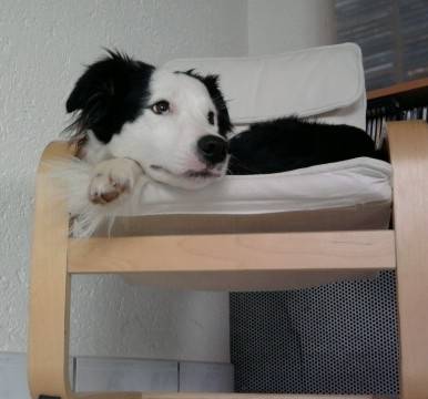 Lea - Border Collie Mâle (4 ans)