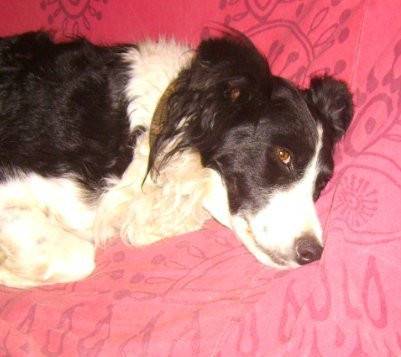 vikie - Border Collie (5 ans)