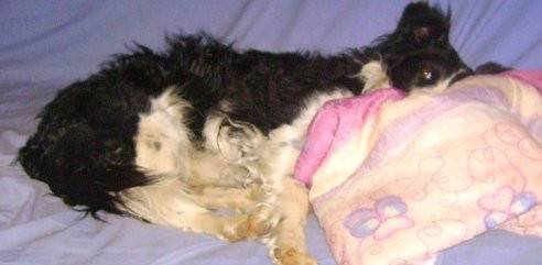 vikie - Border Collie (5 ans)