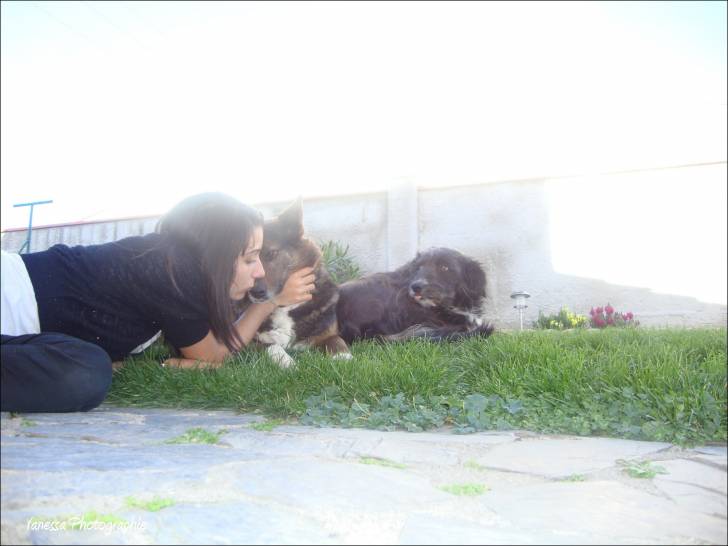 Rita - Border Collie (12 ans)