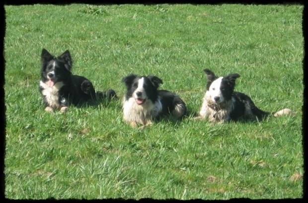 Tayson Fly und Luca - Border Collie