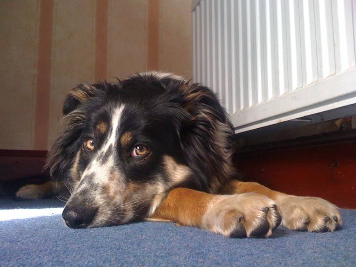 Ellie - Border Collie (3 ans)