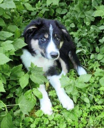 Ice - Border Collie Mâle (7 mois)