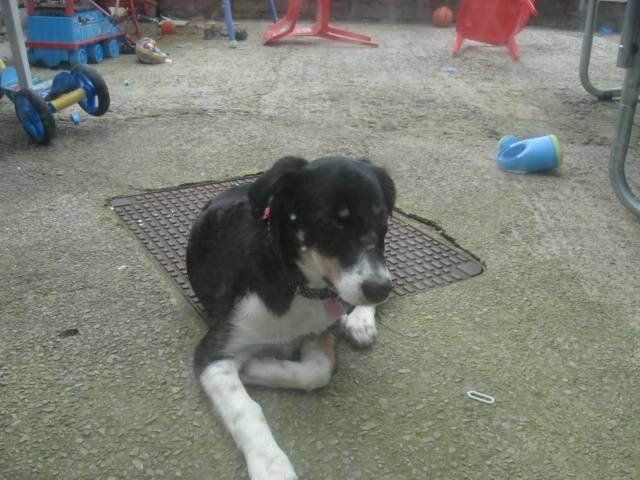 lizzie - Border Collie (2 ans)