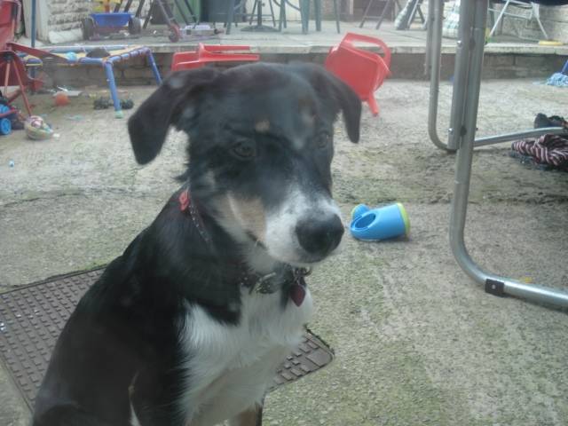 lizzie - Border Collie (2 ans)