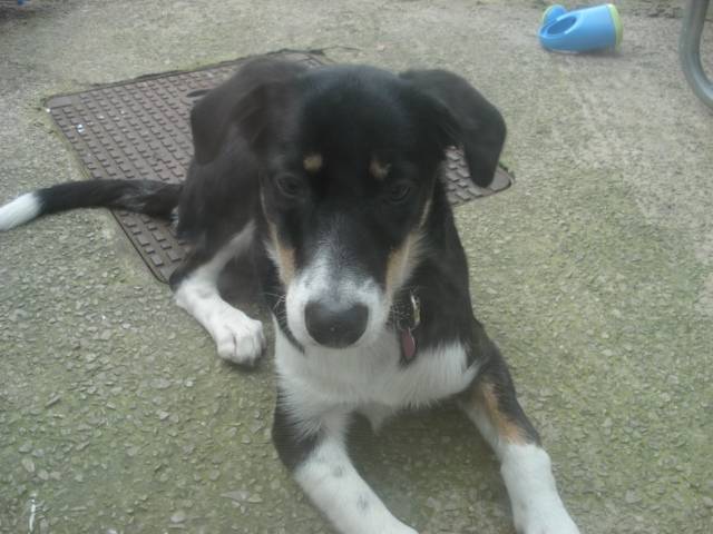 lizzie - Border Collie (2 ans)