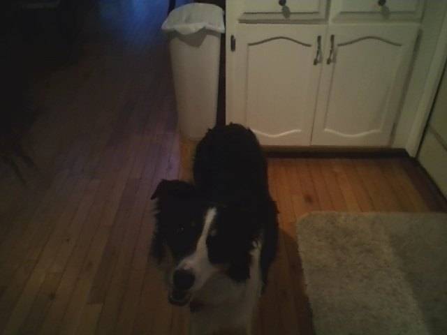Little Joe - Border Collie Mâle (3 ans)