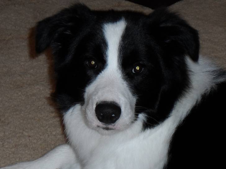 Blaze - Border Collie Mâle (10 mois)