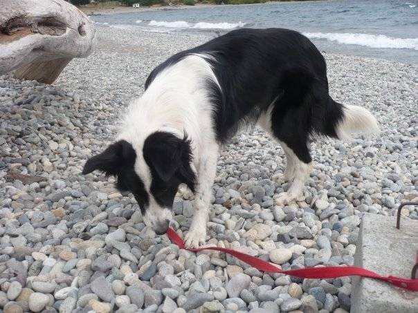 Ghia - Border Collie