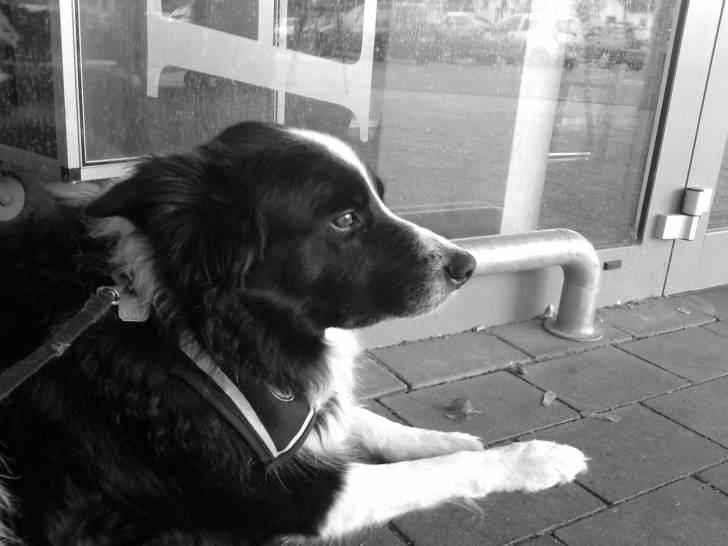 Leo - Border Collie Mâle (8 ans)