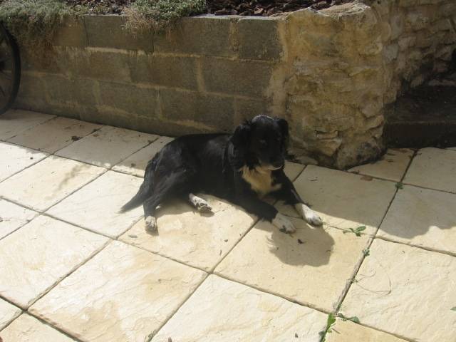 Saly - Border Collie (8 ans)