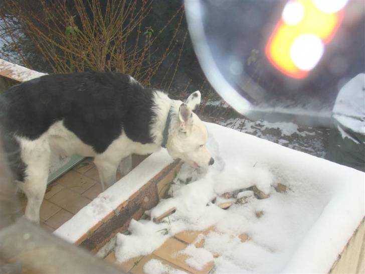 domino - Border Collie Mâle (3 ans)
