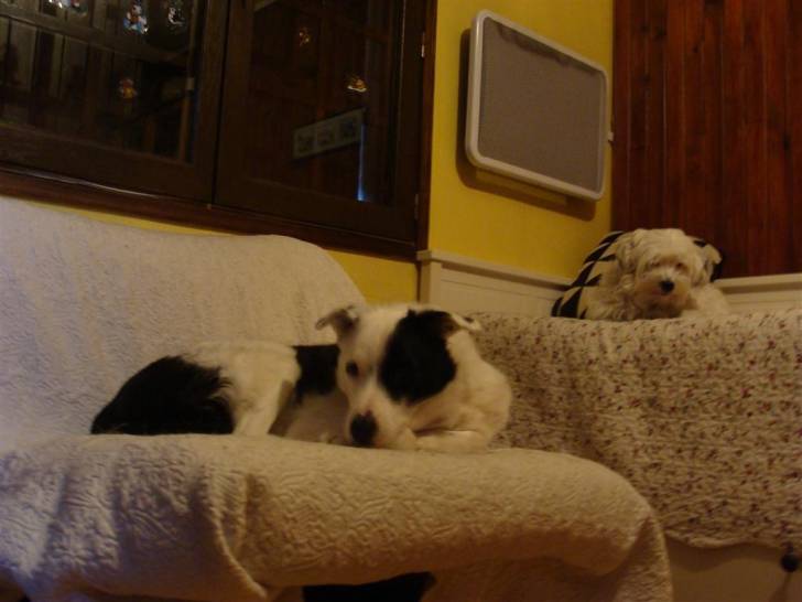 encore domino - Border Collie Mâle (3 ans)