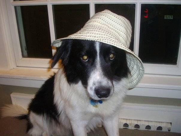 Leo - Border Collie Mâle (4 ans)