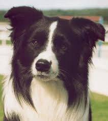 Murk - Border Collie Mâle (4 ans)