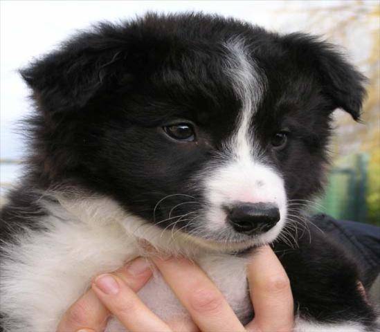 donaré - Border Collie (2 mois)
