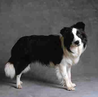 radiane - Border Collie (3 ans)