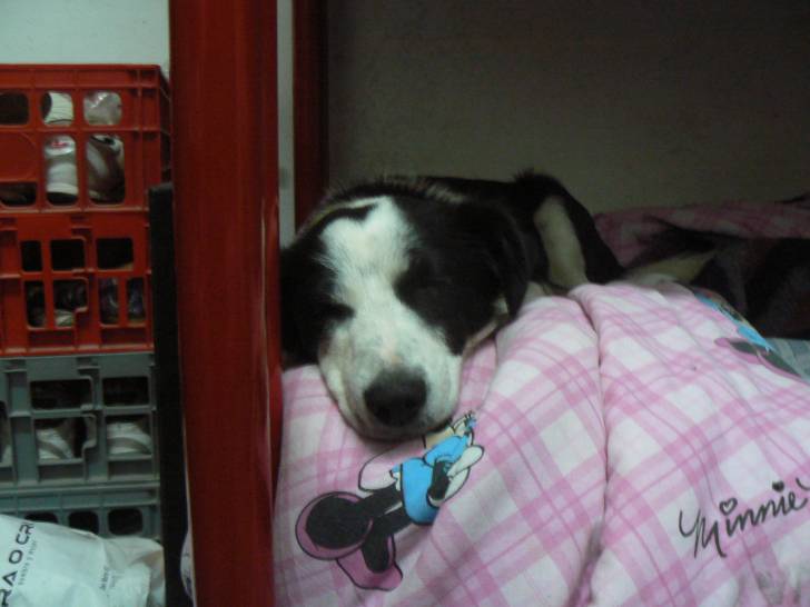 Chamán acostado - Border Collie Mâle (1 an)