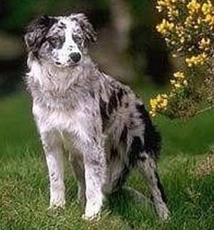 Max - Border Collie Mâle (2 ans)
