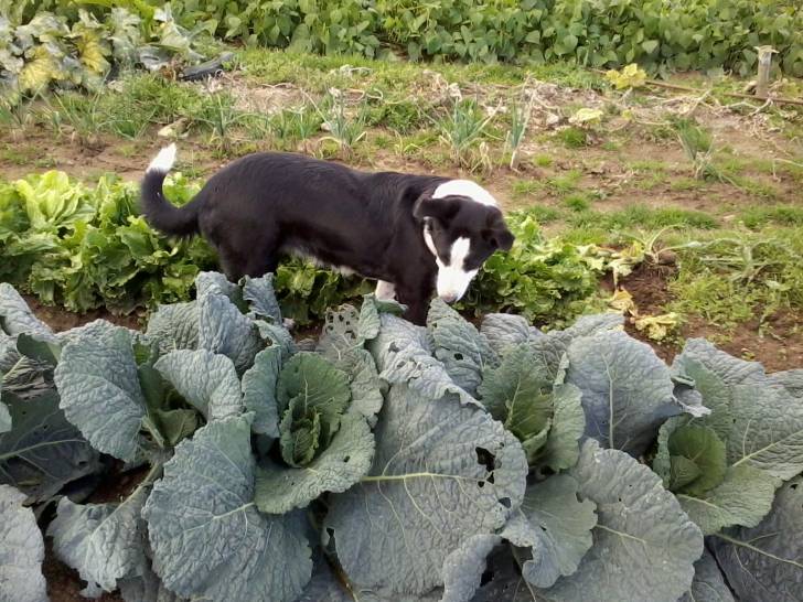 caline - Border Collie (6 ans)