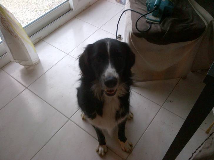 Léa - Border Collie (3 ans)