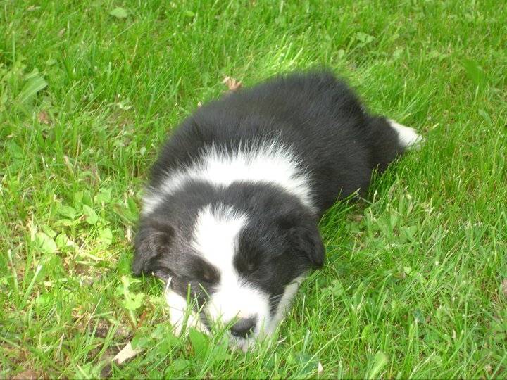 Chocolat - Border Collie Mâle