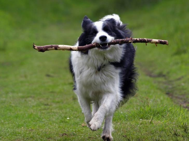 Tomy - Border Collie Mâle (5 ans)