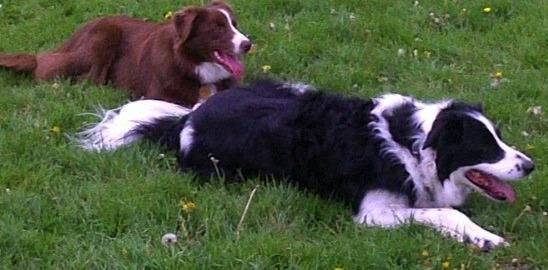 Lilly And Max - Border Collie (3 ans)