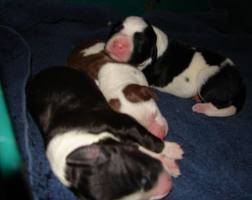 Lilly's Puppies! - Border Collie