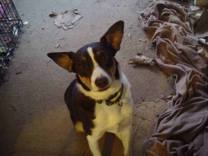 Walker - Border Collie Mâle (3 ans)