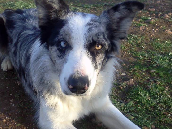 Happy Blue Destiny'•. - Border Collie (11 mois)