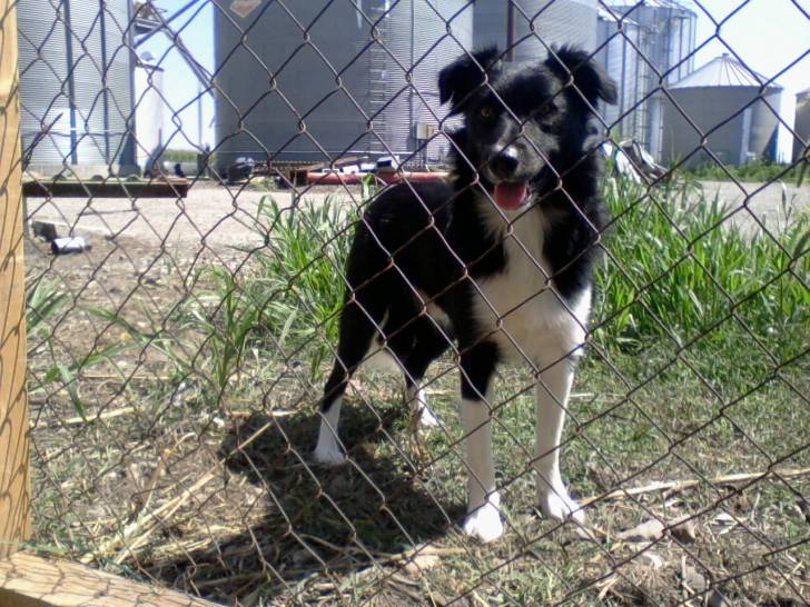 Bear - Border Collie Mâle (2 ans)