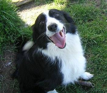 Abby - Border Collie (3 ans)