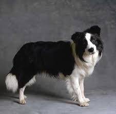 rayo - Border Collie Mâle (6 mois)