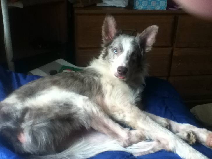 Why? - Border Collie Mâle (4 ans)
