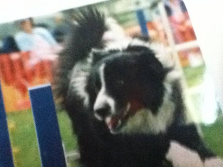 Rush - Border Collie Mâle (Autre)