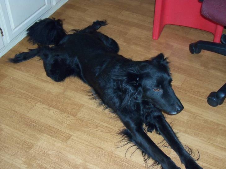 Dean - Border Collie Mâle (7 ans)