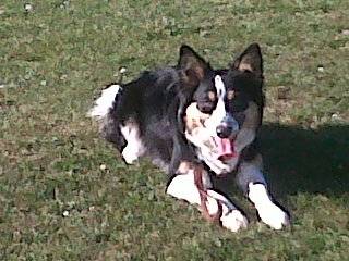 Roxyy - Border Collie (1 an)