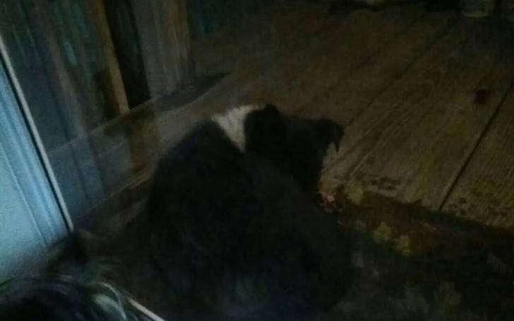 Bella - Border Collie (4 mois)