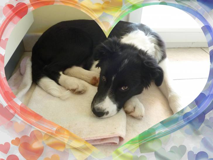 Vasco - Border Collie Mâle (5 mois)