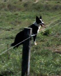 india - Border Collie (2 ans)