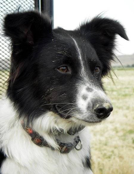 Chick - Border Collie (5 ans)